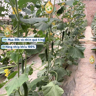 Hạt giống dưa chuột chùm siêu trái, 1 v (30 viên)dưa leo chùm trơn siêu quả f1 tự thụ phấn - k020