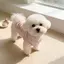 【Ready Stock】 Pet Clothes Good-looking Dog Cat Small and Medium Size Bichon Two Feet Apparel Super Cute New Stain-Resistant Cartoon Stripes kkPY