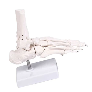 SA Mô hình cấu trúc bàn chân giải phẫu Xây dựng PVC lý tưởng cho sinh viên y tế hiểu chức năng xương và sắp xếp