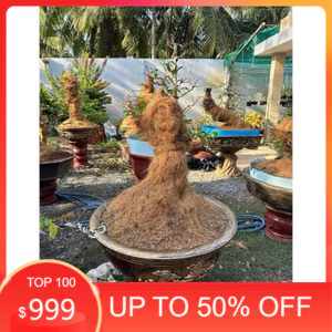 ( AA A 1kg giá rẻ Chỉ cước xơ dừa buộc lan bonsai – sợi siêu dai )