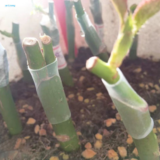 《 penstok 》 Ống ghép tay cây có thể phân hủy sinh học Ống ghép silicon Ống mỏng co giãn cho cây ăn quả – Liên kết cây nhanh Tỷ lệ thành công cao nhanh chóng cho Garde