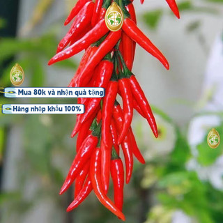 Bao bì gốc[500 HẠT]nhập khẩu Hạt giống ớt chỉ thiên siêu cay siêu trái ，k035