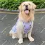 【Ready Stock】 Pet Dog New Skirt Gray Puppy Clothes Cute Large, Medium and Small Dogs Golden Retriever Automobiles Curtain Pull Decoration Shooting x4VE