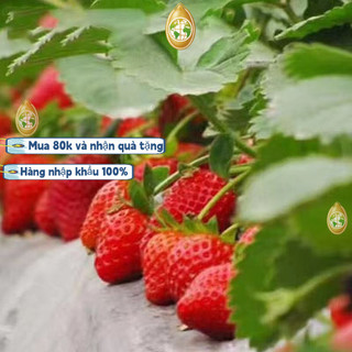 Hạt Giống Dâu Tây Khổng Lồ F1 loại Chịu Nhiệt Dễ Trồng Dễ Chăm Sóc Gói 300 hạt Tỉ lệ nảy mầm cao. Dễ Trồng Dễ Chăm,k001