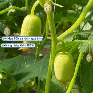 nhập khẩuHạt giống dưa leo ngọc nữ ,Bao bì gốc, 20 hạt giống， dưa chuột ngọc nữ siêu trái -k005