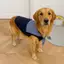【Ready Stock】 Plaid Collar Dog Sweater Pet Dog Clothes Spring and Summer Skin-Friendly Vest Large Dog Golden Retriever Labrador zsyg