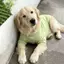 【Ready Stock】 Avocado Green Big Dog Clothes Samoyed Golden Retriever T-shirt Medium Large Dog Dog Thin Clothes pBh4