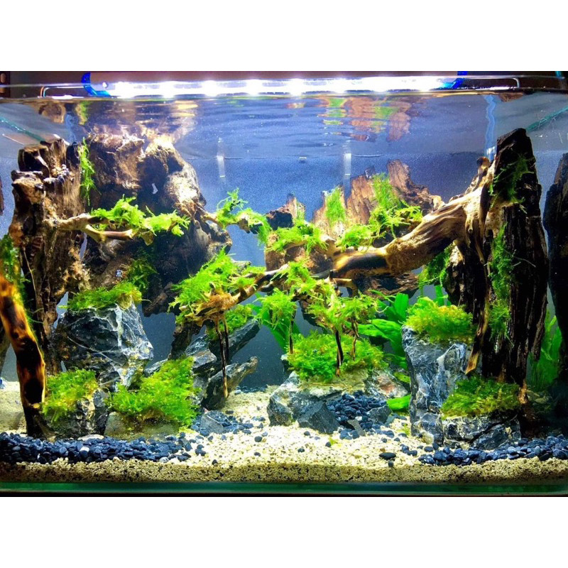 ( Rêu Java 1 hộp 2 vỉ || Rêu Gắn Bonsai, gắn layout thuỷ sinh, bể cá cảnh )