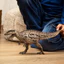Schleich2025 Southern Beast Dragon Shark-toothed Dragon Dinosaur Đồ chơi mô hình 15048