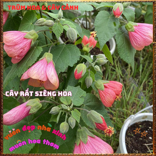Chậu Cây LỒNG ĐÈN HỒNG CAM SAN HÔ dịu mắt dễ trồng nở quanh năm ️📬 Làng Hoa Sa Đéc