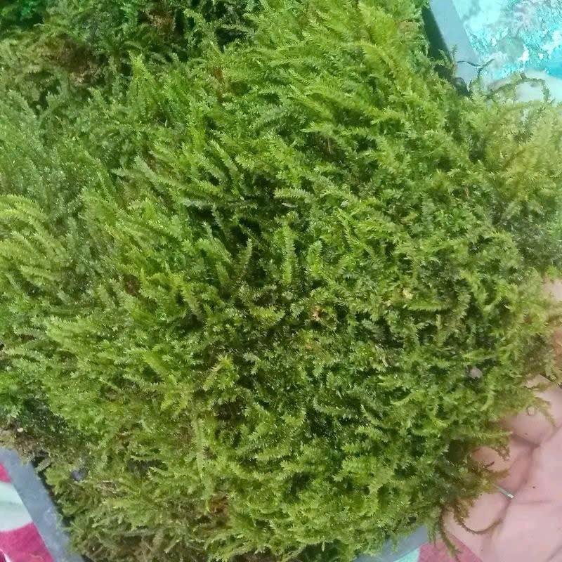 ( Rêu Wepping siêu bám đá Trang Trí Terarium, Bán Cạn Sân Vườn )