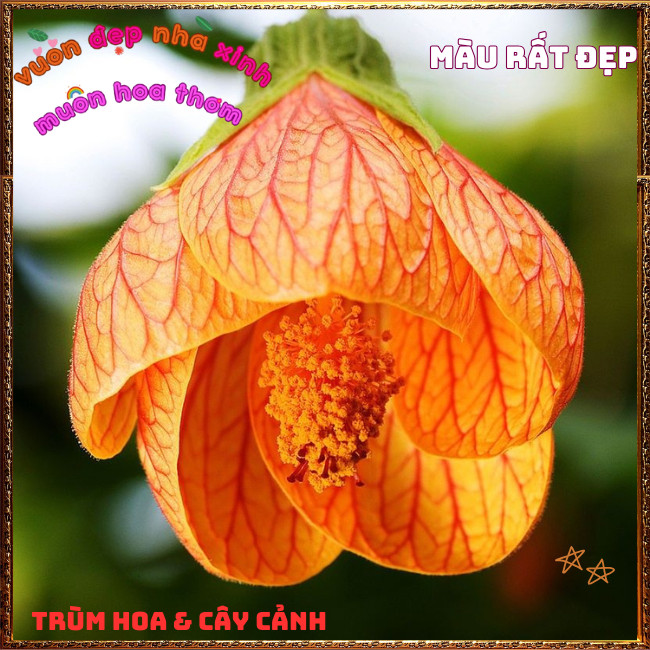 Chậu Hoa Bụt Lồng Đèn CAM HỒNG LỤA ÁNH VÀNG Râm Bụp Treo Tuyệt Đẹp️️🍔 TRÙM HOA VÀ CÂY CẢNH
