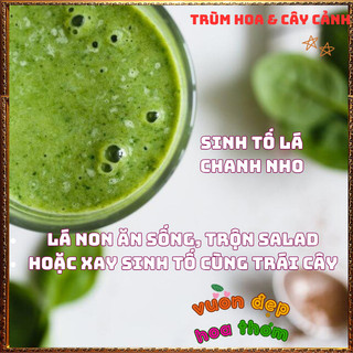 Chậu Cây CHANH NHO Hoa Siêu Đẹp Thơm Dịu Ăn Được Cả Lá Hoa Và Trái ️🌮 {{store}]
