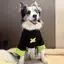 【Ready Stock】 Border Collie Clothes Summer Thin Fake Two-Piece Clothes Medium Large Dog Anti-Lint Clothes Big Dog Golden Retriever Clothes Summer s5j8