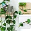 80 Chiếc Cây Leo Tường Cố Định Kẹp Cây Cố Định Cây Nho Vườn Lá Xanh Cây Treo Tường Cây Nho Giá Đỡ Để Trang Trí Tường