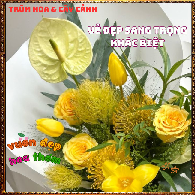 Chậu Hoa RÂU BẮP Xinh Xắn Siêu Dễ Trồng Nở Quanh Năm Rất Lâu Tàn ️📩 Hoa Mười Giờ Bonsai & Phụ Kiện