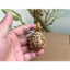 Đồ chơi mô hình rùa Sile của Đức Đồ trang trí Đồ chơi trẻ em Nhận thức giáo dục sớm