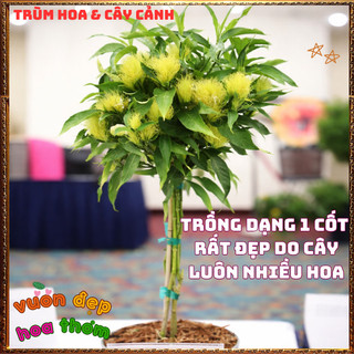 Chậu Hoa BẠCH KIM VŨ Mới Lạ Nở Quanh Năm Rất Lâu Tàn ️🌮 TRUNG TÂM CÂY GIỐNG VÀ HOA