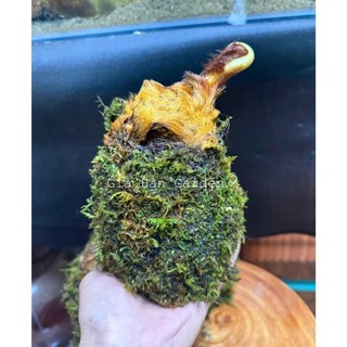 AAA CỦ DƯƠNG XỈ CULI LÔNG VÀNG KOKEDAMA