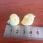 Khuôn Vẹt Silicon Đa Năng KIKIN Làm Bánh Sáng Tạo Và Xà Phòng Handmade