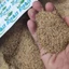 Cát Suối Vàng (1kg), Thiết Kế Set Up Trang Trí Bố Cục Hồ Cá, Thủy Sinh Hàng Tuyển Siêu Sạch Siêu Bền ...