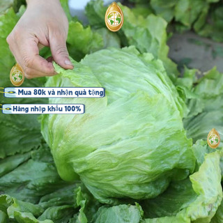 Trung Quốc nhập khẩu，Hạt giống xà lách búp ice berg - Khoảng mỗi gói2000 hạtk018