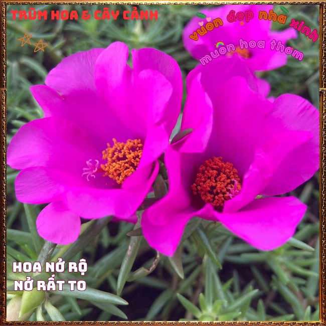 Cành Hoa Mười Giờ Mỹ Đơn Màu Tím Bông Rất To Siêu Đẹp Nở Mỗi Ngày️📩 Hoa Mười Giờ Bonsai & Phụ Kiện