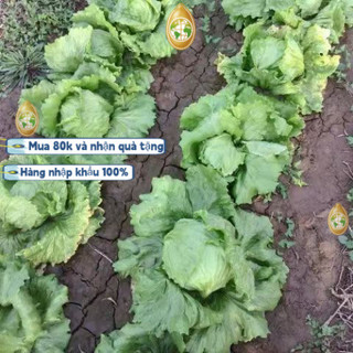 Trung Quốc nhập khẩu，Hạt giống xà lách búp ice berg - Khoảng mỗi gói2000 hạtk018