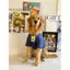 【Ready Stock】 Cute Large Dog Dog Dog Clothes Summer Labrador Golden Retriever Samoyed T-shirt Pet Big Dog Clothes Tide C4JV