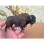 Bộ sưu tập đồ chơi trẻ em mô phỏng động vật hoang dã Sile Bison
