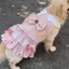 【Ready Stock】 Golden Retriever Dog Cute Dress Clothes 2026 Pet Large, Medium and Small Dogs New Samoyed Labrador Skirt BiSK