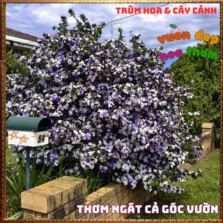 Chậu Hoa LÀI HAI MÀU NHÀI NHẬT Thơm Ngát Rực Rỡ Quanh Năm Dễ Trồng 📒 Siêu Thị Hoa Và Cây Giống