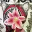 Creative Orchid Lily Mô Phỏng Móc Khóa Hoa Thời Trang Bapa Phụ Kiện Trang Trí [Mới]