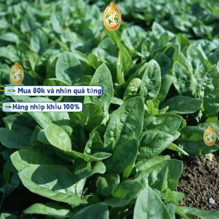 Bao bì gốc nhập khẩu - 600 Rau bina lá to - Hạt giống cải bó xôi nếp (rau bina, rau chân vịt)，k010