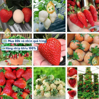 Hạt Giống Dâu Tây Khổng Lồ F1 loại Chịu Nhiệt Dễ Trồng Dễ Chăm Sóc Gói 300 hạt Tỉ lệ nảy mầm cao. Dễ Trồng Dễ Chăm,k001