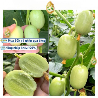 nhập khẩuHạt giống dưa leo ngọc nữ ,Bao bì gốc, 20 hạt giống， dưa chuột ngọc nữ siêu trái -k005