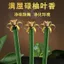 Hương thơm hoa lá bưởi tự nhiên Chúc may mắn Hương thơm gia đình Thanh lọc trong nhà Hương may mắn Hương thơm phong phú Hương thơm lâu trôi