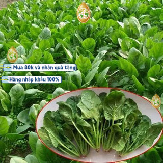 Bao bì gốc nhập khẩu - 600 Rau bina lá to - Hạt giống cải bó xôi nếp (rau bina, rau chân vịt)，k010