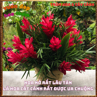 Chậu Hoa HẠNH PHÚC - GỪNG CẢNH đẹp rực rỡ mang thịnh vượng dễ trồng📗 Yêu Nhà Yêu Hoa