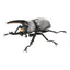 Hàng có sẵn BANDAI Capsule Toy Sách minh họa sinh học 10 Beetle Big Pocket Worm Mô phỏng côn trùng Đồ trang trí WW4N