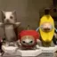 Mô hình giấy mèo CODECOVED, Oiiiao Cat Huh Trang trí nhà cửa Giấy gấp 3D Cat, Ngộ nghĩnh Wonder Kitten Handmade Xoay mèo con Mẫu giấy DIY