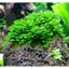 ( 100gram rêu minifiss hàng vò dùng ươm trồng trong bể cá thủy sinh ,làm nên hồ cá giá rẻ )