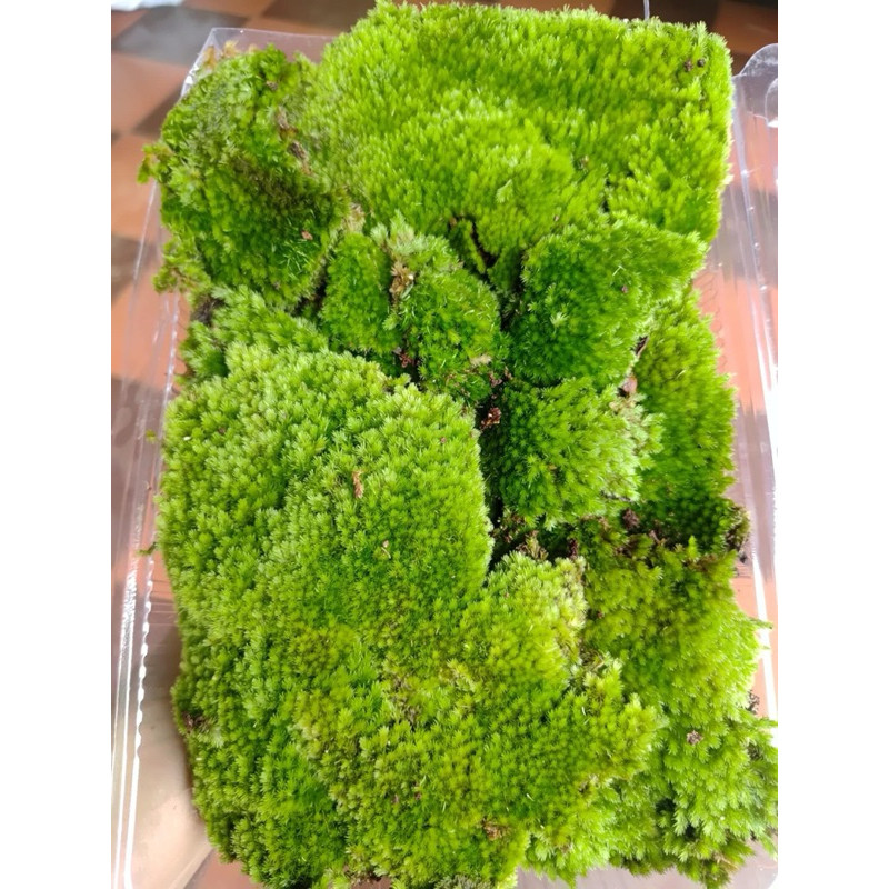rêu cushion trang trí tiểu cảnh, setup bán cạn, terarium,hòn non bộ ...