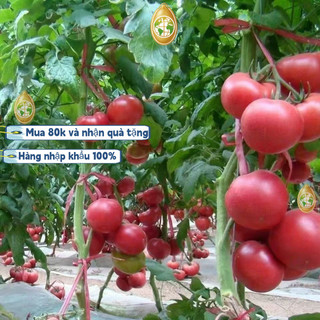 nhập khẩuGói 200 Hạt Giống Cà Chua - Trứng Hồng Chịu Hạn CHỊU NHIỆT ĐẾN MÙA TRỒNG TẾT，k003