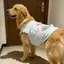 【Ready Stock】 Medium Large Dog Dog Clothing Golden Retriever Samoyed Mermaid Vest Wooden Ear Ruffled Sleeveless Internet Celebrity Vest gp6t