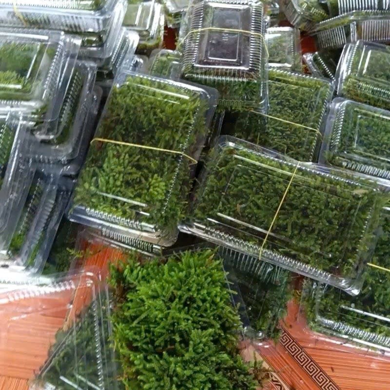 ( Rêu Wepping siêu bám đá Trang Trí Terarium, Bán Cạn Sân Vườn )