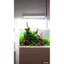 ( dương xỉ java trang trí bể thủy sinh không cần co2 )