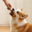 Đồ chơi cho chó tương tác cho sự nhàm chán Kích thước hoàn hảo cho Va chạm và Corgis Phòng khách trong nhà Chơi