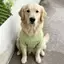 【Ready Stock】 Avocado Green Big Dog Clothes Samoyed Golden Retriever T-shirt Medium Large Dog Dog Thin Clothes pBh4