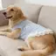 【Ready Stock】 Golden Retriever Labrador Pet Dog Clothes Spring and Summer Light Blue Bow Lace Pet Vest Large Dog sdl5